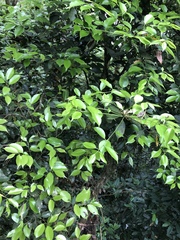 Ilex ficoidea