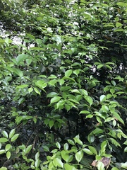 Ilex ficoidea