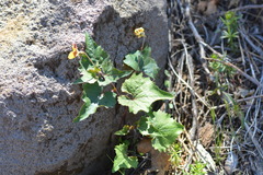Viola lobata integrifolia