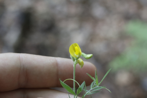 meadow pea