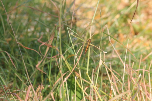 Black-tailed Skimmer