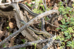 Thamnophis proximus proximus