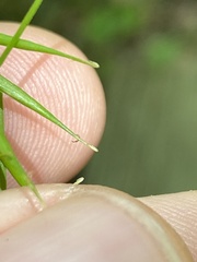 Carex collinsii