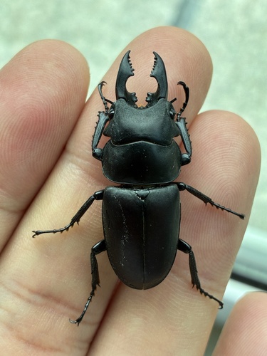 Prosopocoilus oweni