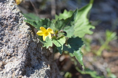 Viola lobata integrifolia