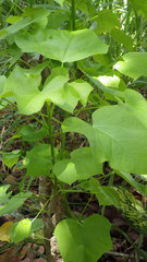 Jatropha gossypiifolia