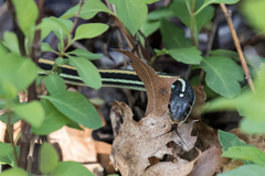 Thamnophis proximus proximus