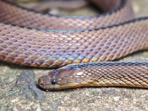 Huang's odd-scaled snake