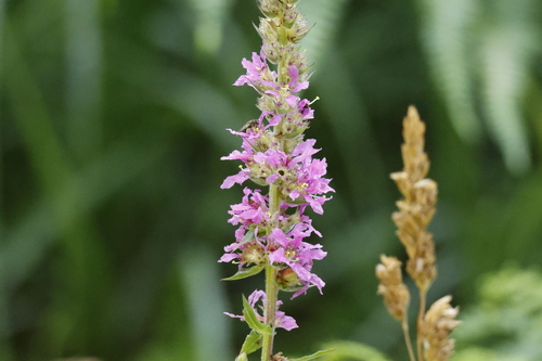 purple loosestrife