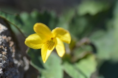 Viola lobata integrifolia