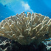Antler Coral - Photo (c) DavidR.808, some rights reserved (CC BY-NC), uploaded by David R