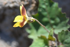Viola lobata integrifolia