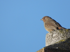 Melozone crissalis