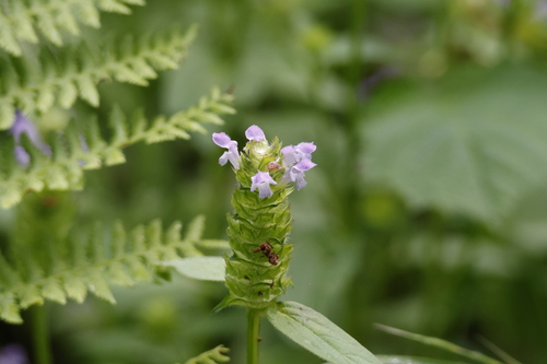 common selfheal