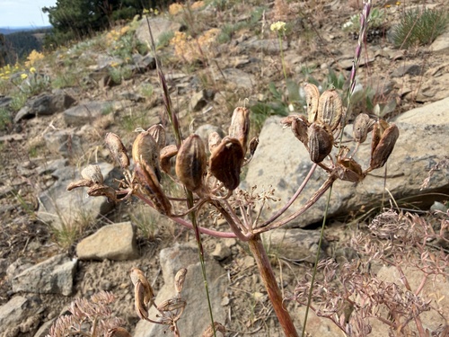 Lomatium columbianum, photograph 6
