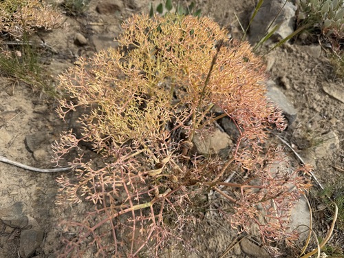 Lomatium columbianum, photograph 5