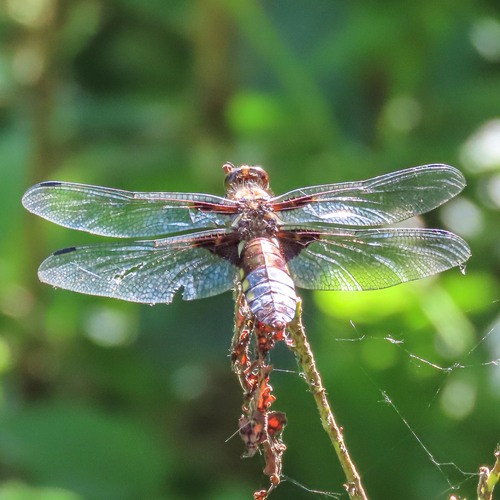 Broad-bodied Chaser