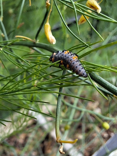 Seven-spotted Lady Beetle