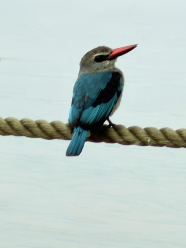 Woodland Kingfisher