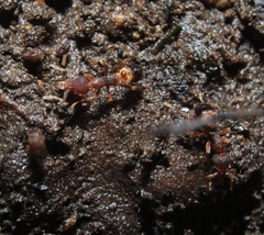 Strumigenys pilinasis