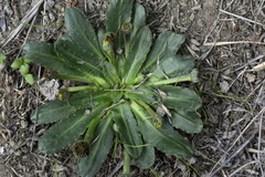 Solenogyne dominii
