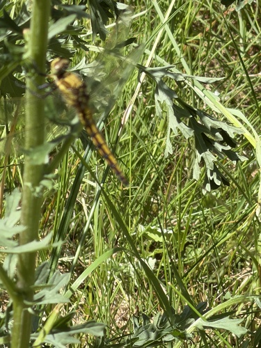 Black-tailed Skimmer