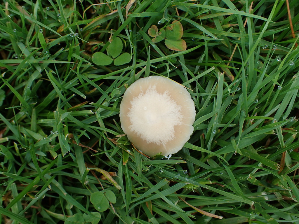 Pale Brittlestem · June 2026 · photo: Photo: no rights reserved · iNaturalist
