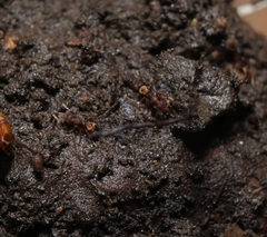 Strumigenys pilinasis