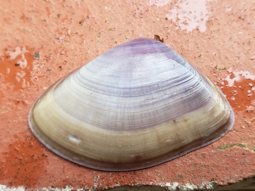 Iphigenia brasiliensis observed 2026-06-26