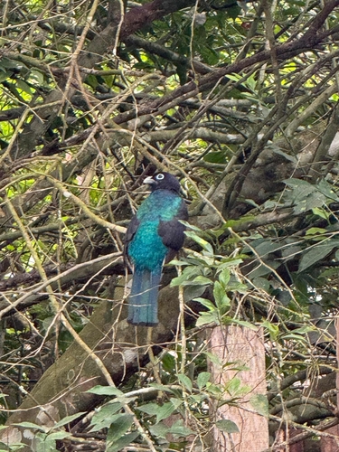 Green-backed Trogon
