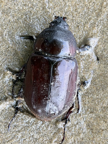 Centaurus Beetle