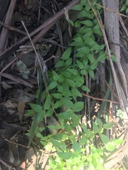 Asparagus asparagoides