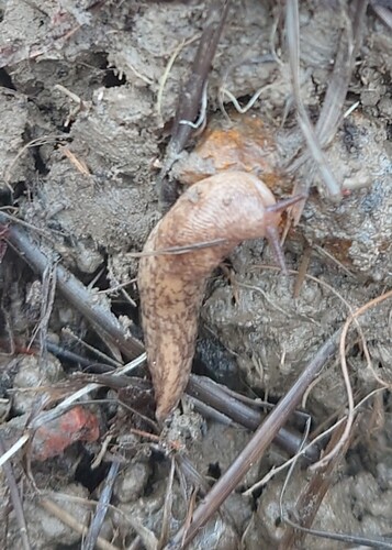 Milky Slug