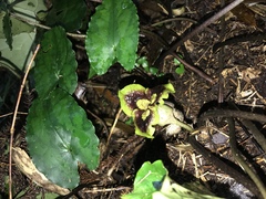 Asarum hypogynum