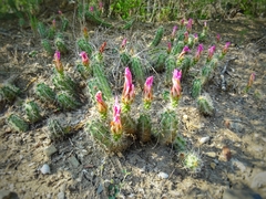 Echinocereus berlandieri