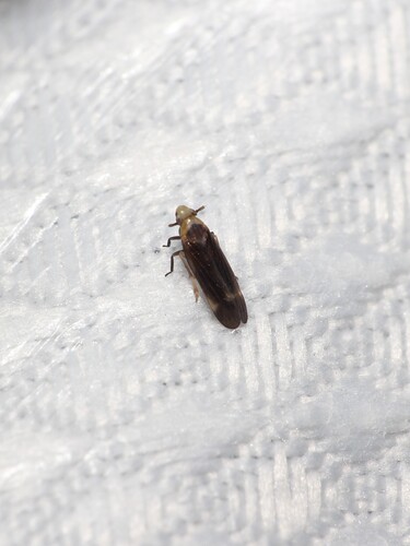 Eoeurysa flavocapitata observed 2026-06-26