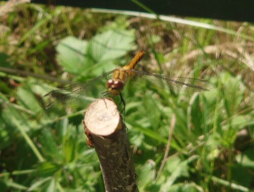 Ruddy Darter