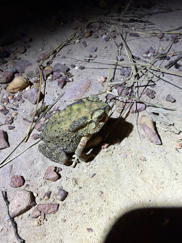 Asian Common Toad