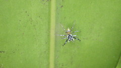 Phintella piatensis