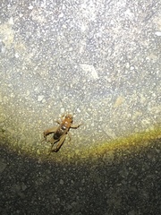 Anurogryllus arboreus