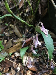 Cremastra appendiculata