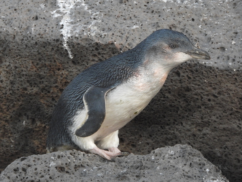 Little penguin standing on dark volcanic rock at St Kilda, Port Phillip