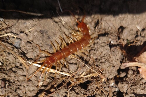 Brown Centipede