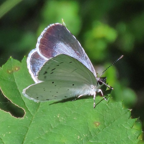 Holly Blue