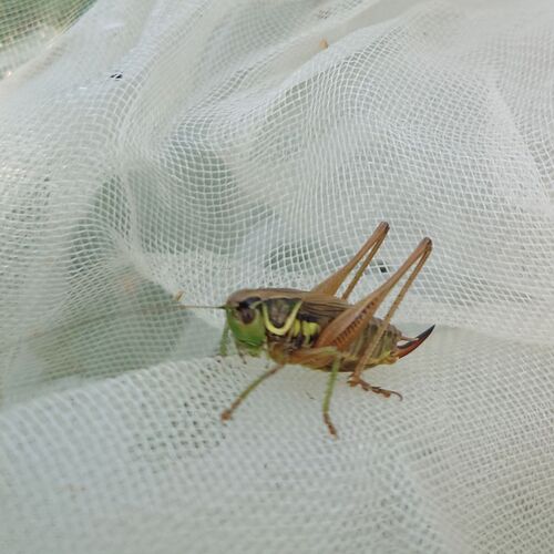 Roesel's Bush-cricket