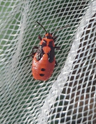 Black-and-Red Bug