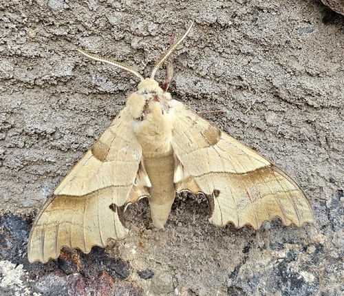 Oak Hawkmoth