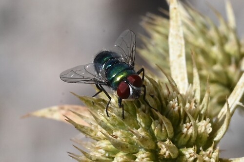 Banded Blowfly