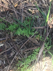 Asparagus asparagoides