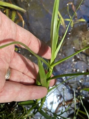 Dulichium arundinaceum